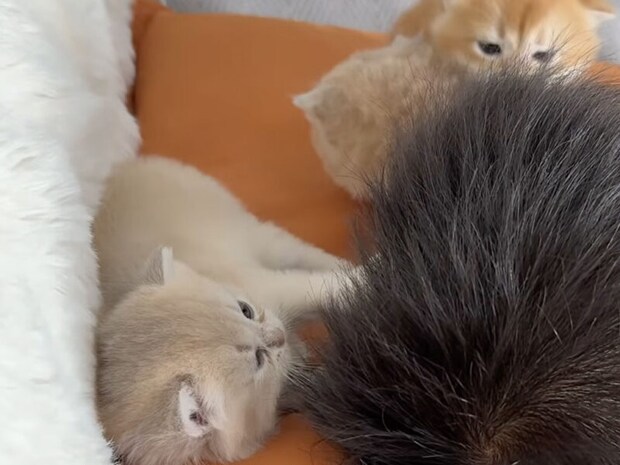 眠る少年を囲んで頭をもみもみ、ほっぺをぺろり！ 子猫たちの愛情全開タイム