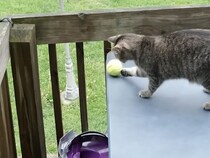 ボールを落とす猫×追いかける犬！最強コンビの連携プレー