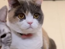 「え？ 横取り？」おやつを取られて、ふてくされる猫の反応が可愛すぎ