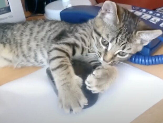 触らにゃいで！ マウスを気に入って抱きしめる子猫さん