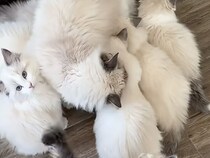 ミルク卒業後も甘えん坊！ ママを追いかける子猫さんたち