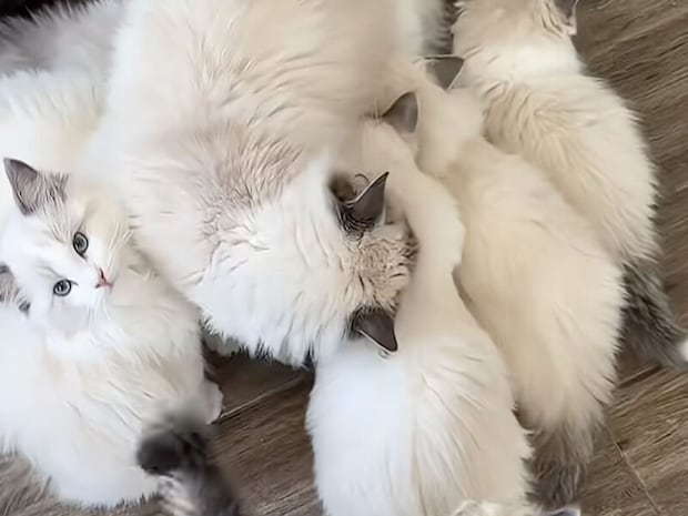 ミルク卒業後も甘えん坊！ ママを追いかける子猫さんたち