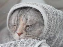 寒い日にタオルでくるまれる猫さん、ふわふわから“ぎゅっ”と半分に変身