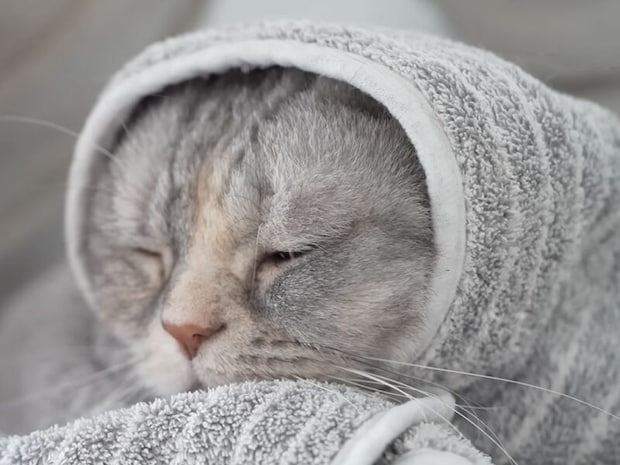 寒い日にタオルでくるまれる猫さん、ふわふわから“ぎゅっ”と半分に変身
