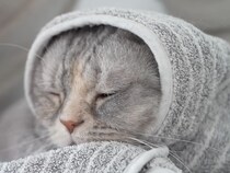 寒い日にタオルでくるまれる猫さん、ふわふわから“ぎゅっ”と半分に変身