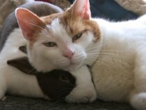 猫「あ、おはよ〜」友達のウサギを枕にしている事に気づかずに…