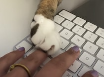 クリームパンが攻撃してくる…！ 猫さんの可愛い妨害♡