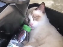 「お外は寒いから…」野良猫さん、快適な場所を見つけて爆音のイビキ！