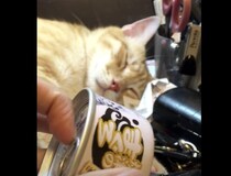 カシャ！缶詰の音を聞くと、飛び起きて「ゴハン？」と聞いて来る猫さん。