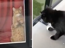 うちの猫、遠距離恋愛しているんだよ！