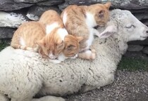 羊毛、あったかいよねぇ♪ ヒツジさんの上で猫団子に！