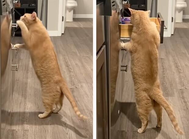 今のうちにおやつを… こっそりキッチンを物色する猫さん