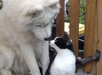猫「毛繕いは嬉しいけど、もうちょっと優しくしてニャ」犬さんにちょっと不満？