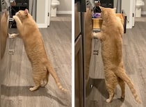 今のうちにおやつを… こっそりキッチンを物色する猫さん