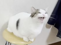 飼い主さんとのおしゃべりが止まらない！ “にゃーう”で会話する猫さん