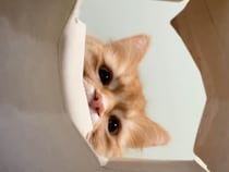 紙袋の中にカメラを入れてみたら、猫のドアップが可愛すぎた！