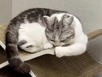 広いのに、あえて端っこだけ！ 爪とぎの使い方が独特な猫さん
