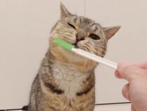 「これ私のおもちゃ！」掃除道具にテンションMAXな猫さん