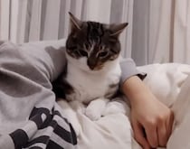 「ちゃんと腕まくらしてね」甘え上手なお猫様が可愛すぎる