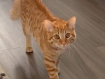 探偵みたいにそっと近づく茶トラ猫、ゆっくりすぎて逆に目立ってる！