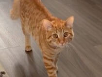 探偵みたいにそっと近づく茶トラ猫、ゆっくりすぎて逆に目立ってる！