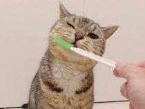 「これ私のおもちゃ！」掃除道具にテンションMAXな猫さん