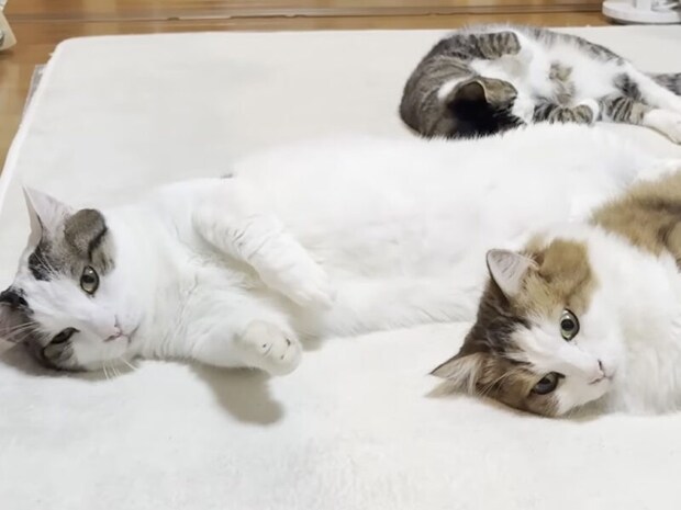 寒い日になると、ホットカーペットでとろける猫さんたちが可愛すぎ！
