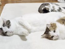 寒い日になると、ホットカーペットでとろける猫さんたちが可愛すぎ！