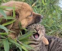 「ちょっと！ 雑だニャ！」 子犬の毛繕いに不満たっぷりの猫さん