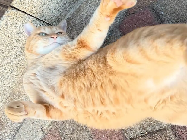 壁キックでビヨ〜ン！茶トラ猫のごろごろパフォーマンスに白猫もびっくり