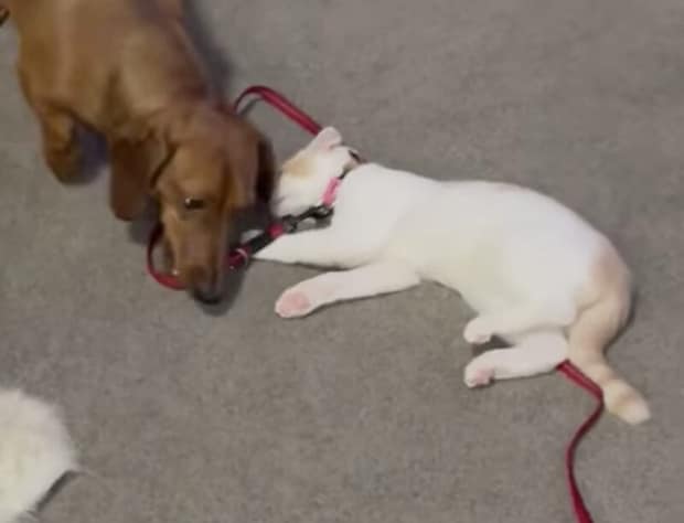 散歩したい犬としたくない猫、性格の違いがほほえましい