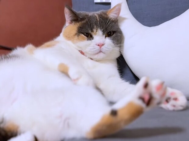 いま戦ってたよね…？ 急に寝ちゃうマイペース猫に相手もポカン