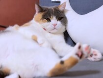 いま戦ってたよね…？ 急に寝ちゃうマイペース猫に相手もポカン