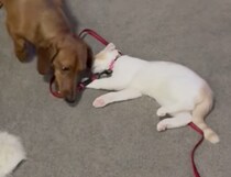 散歩したい犬としたくない猫、性格の違いがほほえましい