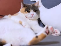 いま戦ってたよね…？ 急に寝ちゃうマイペース猫に相手もポカン