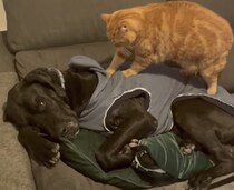 おっきい猫さん、おっきい犬さんの背中をフミフミ♡