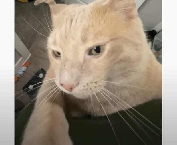 家の中で姿を消した猫、やっと見つけたときの“ぎゅっ”が優しすぎた