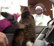 ホイップクリームくださいにゃ！ ドライブスルーで注文する猫。