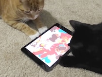 猫さんがiPadでお絵かき！どんな絵が完成するかな？