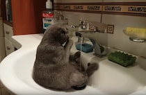 「ねこは綺麗好きにゃんよ」自分で身体を洗う猫