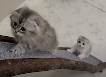 ママに会いたくてトコトコ！ 初めてキャットタワーを登る子猫