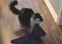 お気に入りを独り占め！ ブランケットをずるずる運ぶ猫さんが可愛い♡