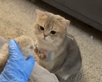 え？ ボクの息子…？ 子猫と対面して固まっちゃうパパ猫さん