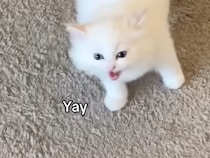 呼びかけに元気な返事！ 子猫の“イェーイ”が部屋いっぱいに響く