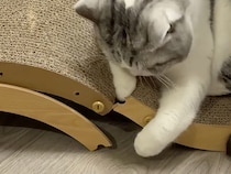 愛用の爪とぎがまさかのバキッ！ 壊れた場所を見つめる猫の切ない表情