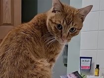 湯船のふちでまったりの茶トラ猫、気づいたら尻尾がぷかぷか！