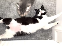 「ここは譲らにゃいからね！ 」ヒーターの前を独占したがる猫さん