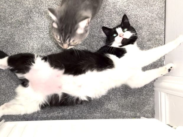 「ここは譲らにゃいからね！ 」ヒーターの前を独占したがる猫さん