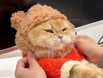 かわいいくま耳のはずが… コスチュームのサイズに悩むまん丸猫さん