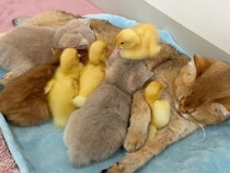 「ママを取られちゃった!?」 アヒルちゃんに囲まれて寝る姿を見て焦る子猫さん